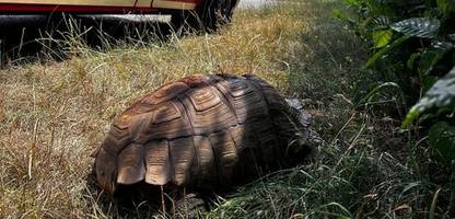 Feuerwehr rettet »beachtlich große« Spornschildkröte nahe Augsburger Mülldeponie