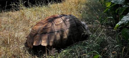 Riesenfund am Augsburger Müllberg: Dieses Tier wird zum Fall für die Tierretter der Berufsfeuerwehr