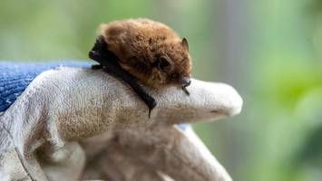 Junge berührt Fledermaus mit Gesicht – Tage später stirbt er qualvollen Tod