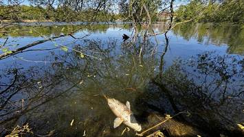 karpfensterben im schäfersee: das war die überraschende ursache