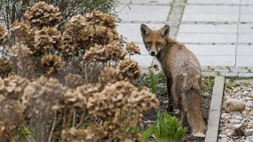 Mehr Angriffe in größerem Umkreis: Aggressiver Fuchs sorgt weiter für Angst