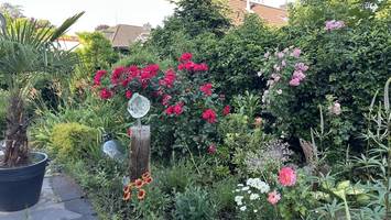 Rosenjahr 2026: Was ein Garten gegen schlechte Nachrichten bewirken kann