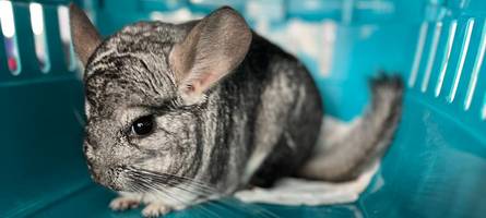Und plötzlich springt ein Chinchilla einem Mann in Augsburg auf die Schulter