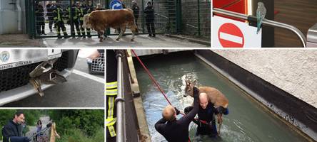 Von der Würgeschlange bis zum Stier: Die kuriosesten Tier-Einsätze der Augsburger Feuerwehr