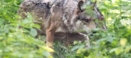 Wolf bei Mering gesichtet? Video führt zu Spekulationen in der Region Augsburg