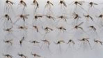 insekten: feuchte sommer fördern mücken - fiese plagegeister im garten