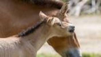 Tierpark Hellabrunn: Nachwuchs bei letzten echten Wildpferden in Münchner Zoo
