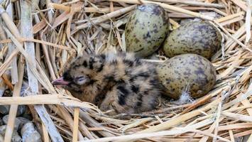 am limit: tierschutzverein hamburg verhängt aufnahmestopp für vögel nach hitze