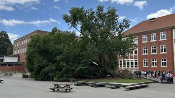Schreck am Gymnasium Lerchenfeld: Legendäre Kastanie auf Schulhof kracht um
