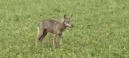 „Kein schreckliches Untier“: Wie soll man mit dem Wolf im Großraum Augsburg umgehen?