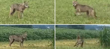„So verhält sich kein Hund“: Landwirt im Kreis Aichach-Friedberg erzählt, wie er dem Wolf begegnete