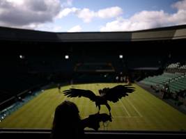 Wimbledon: Sogar der Wüstenbussard ist hier ein Star