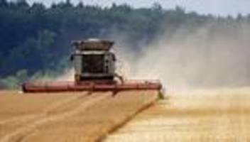 Landwirtschaft: Hitze treibt Getreideernte voran – Weizen in Gefahr?