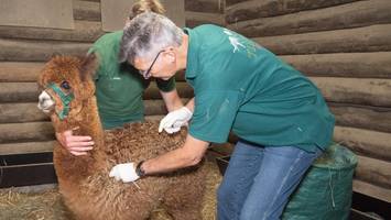 Wütende Bison-Mama, zickiges Alpaka – ein Tag mit Hagenbecks Tierarzt