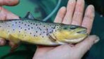 natur: tote fische in der ach entdeckt – probe soll ursache klären