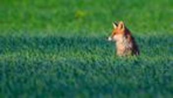 tierschutz: jaulender fuchs steckt in illegaler falle fest