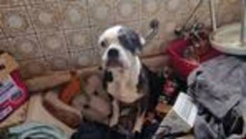 Durch Welpenhandel aufgefallen: Veterinäramt rettet 49 Tiere aus verwahrloster Privathaltung