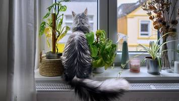 Tierheim Berlin schlägt Alarm: Zu vielen Katzenhaltern unterläuft fataler Fehler