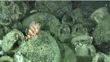 „Über 2000 Jahre im Meer verborgen“: Schiffswrack begeistert Forscher in Italien