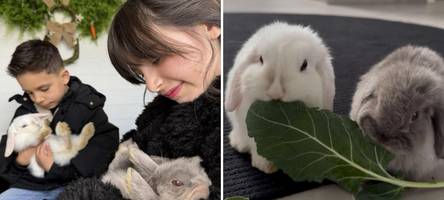 „Haben nur Fellreste gefunden“: Tiktok-Kaninchen aus dem Kreis Günzburg sind verschwunden