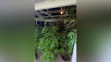 Von Nachbarn verraten: Polizei entdeckt riesige Cannabisplantage in Berlin