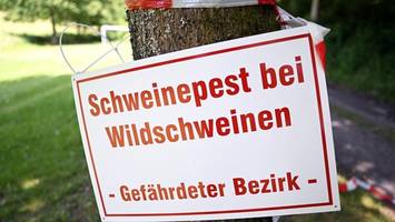 Afrikanische Schweinepest zurück in der Uckermark – Drohnen und Spürhunde im Einsatz