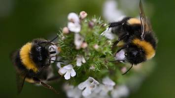 lippen lecken, mund abwischen: hummeln zeigen erstaunliches appetit-verhalten
