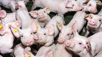 panisch quiekende schweine: tierrechtler planen ungewöhnlichen protest