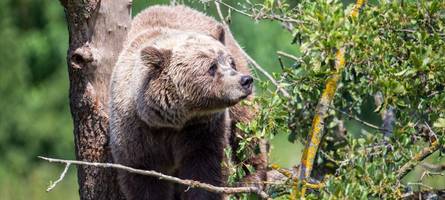 Braunbär in der Nähe der bayerischen Grenze gesichtet: Worauf Wanderer achten müssen