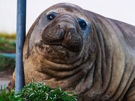 Australien: „Neil the Seal“, der größte Rüpel Australiens