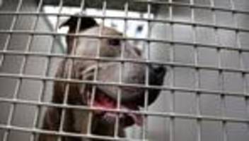 Kampfhunde: Nach tödlicher Attacke: Was Sachsen-Anhalts Gesetz vorgibt