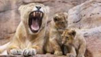 Tiergarten Nürnberg: Schwer verletztes Löwenjunges nach Biss eingeschläfert
