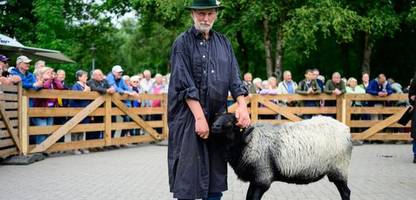 Niedersachsen: Das ist der schönste Heidschnuckenbock 2026