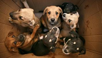 Elf Hundewelpen getötet und in Wald verscharrt: Ermittlungen gegen Frau und Mann