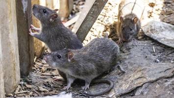 Rattenplage in Hamburger Wohngebiet – Tiere „tanzen hier Samba“