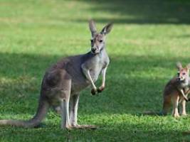 Bedrohung für Koala und Co.?: Vogelgrippe breitet sich in Down Under weiter aus
