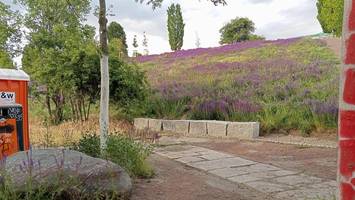 Erdrutschgefahr am „Sonnenhügel“: Verliert der Mauerpark seine beliebte Liegewiese?