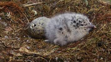 warum eine erneute hitzewelle für viele vögel das sichere todesurteil ist