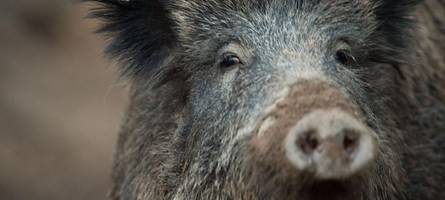 Robin Hood-Methoden im Trentino: Bogenjagd auf Wildschweine jetzt offiziell erlaubt