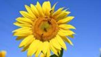 Wettervorhersage: Sommerhitze bleibt - Temperaturen bis zu 36 Grad
