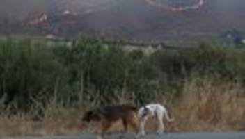 Waldbrand in Andalusien: Andalusische Regierung vermutet viele Touristen unter Waldbrandopfern