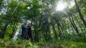 Bäume im Blickpunkt: Käfer, Pilze, Blattverlust - 16.000 Bäume werden untersucht