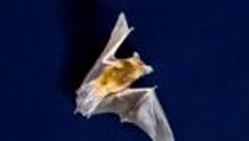 Prien: Fledermaus verirrt sich in Schlafzimmer