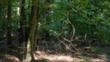 Wetter: Temperaturen und Waldbrandgefahr steigen