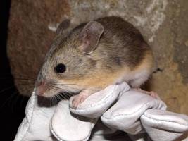 Zoologie: Warum hast du so große Ohren?
