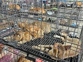 Grausames Geschäft: Katzen als Delikatesse spalten Vietnams Gesellschaft