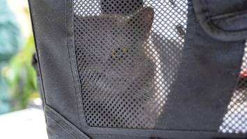 Mehr ausgesetzte Tiere in den Sommerferien: Tierschützer appellieren an Berliner
