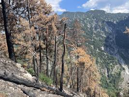 Nach dem Waldbrand: Die schwarze Wüste in Bayerns Bergen