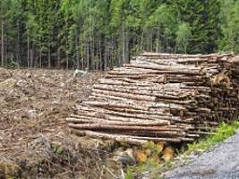 Für Kaffee wird Regel strenger: EU-Kommission schaut bei Rinderhäuten nicht mehr auf den Waldschutz