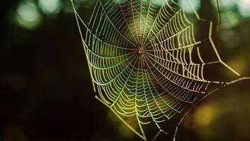 Flitzt mit 13 km/h: Diese riesige Spinne ist die schnellste der Welt